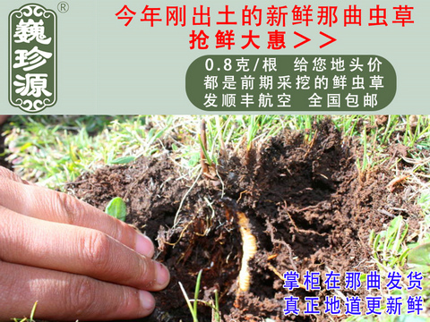 新鮮蟲(chóng)草,新鮮冬蟲(chóng)夏草,新鮮蟲(chóng)草頭草,巍珍源0.8克/根新鮮那曲蟲(chóng)草頭草
