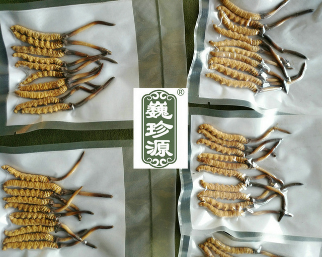 鮮蟲草,新鮮冬蟲夏草,新鮮蟲草和干蟲草哪個(gè)營養(yǎng)價(jià)值高,冬蟲夏草新鮮的和干的哪個(gè)營養(yǎng)價(jià)值高,新鮮蟲草和干蟲草營養(yǎng)價(jià)值哪個(gè)更高