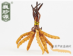 xĲ2l/ ڲ x؛r306Ԫ/