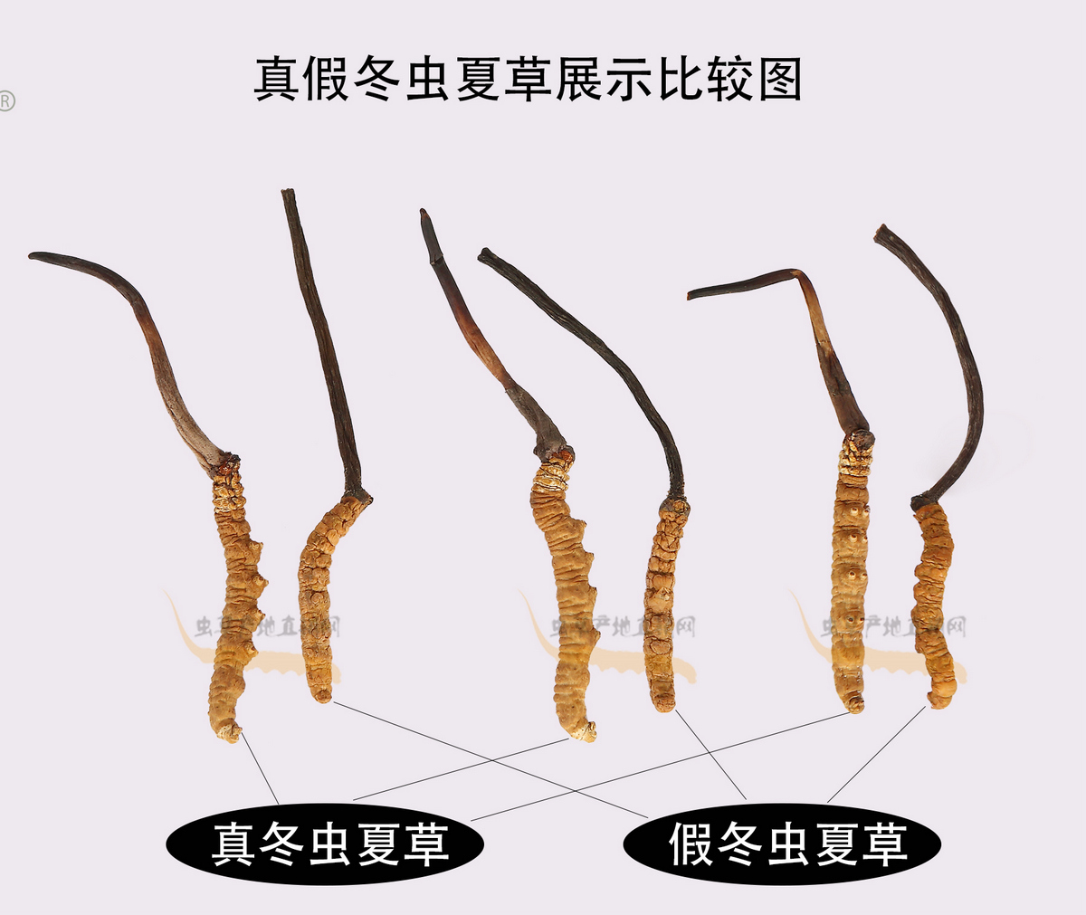 最容易以假亂真的假冬蟲夏草樣子圖片
