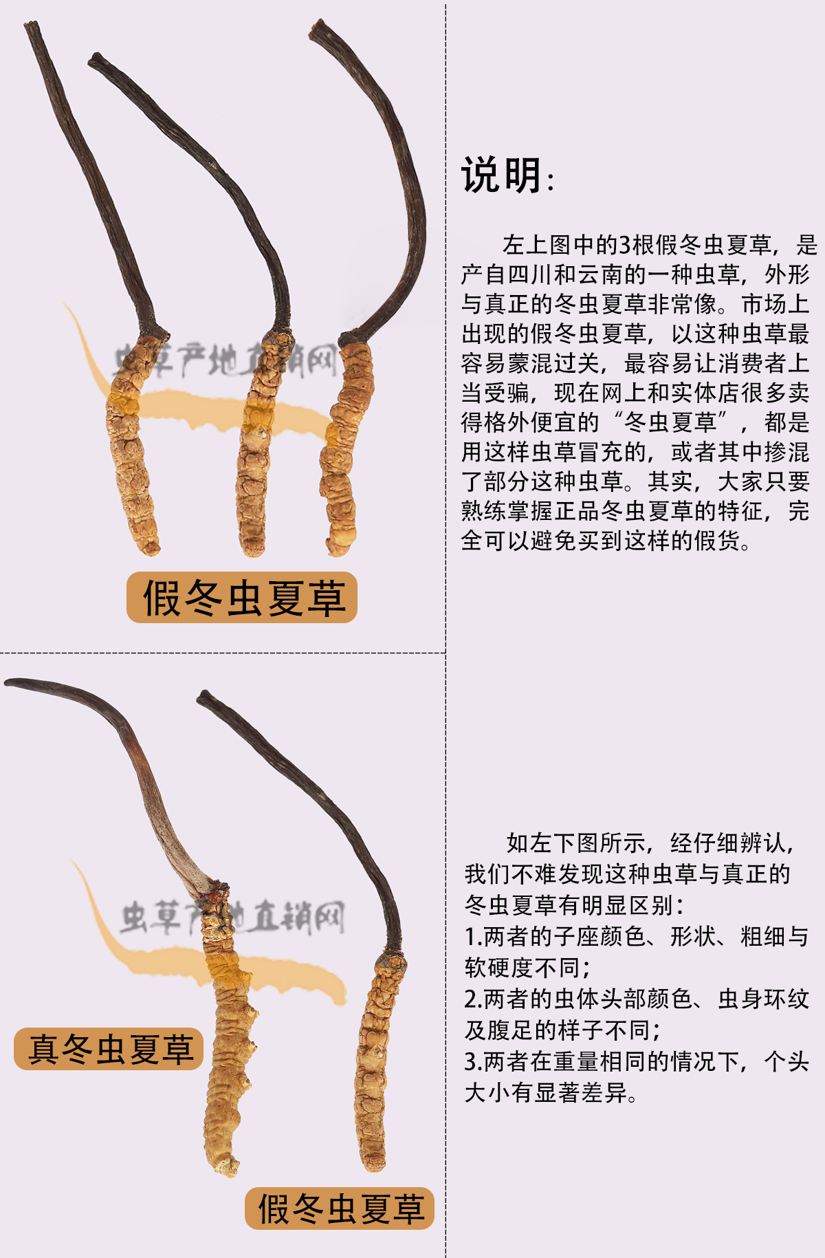 哪種蟲草與冬蟲夏草長(zhǎng)得最像