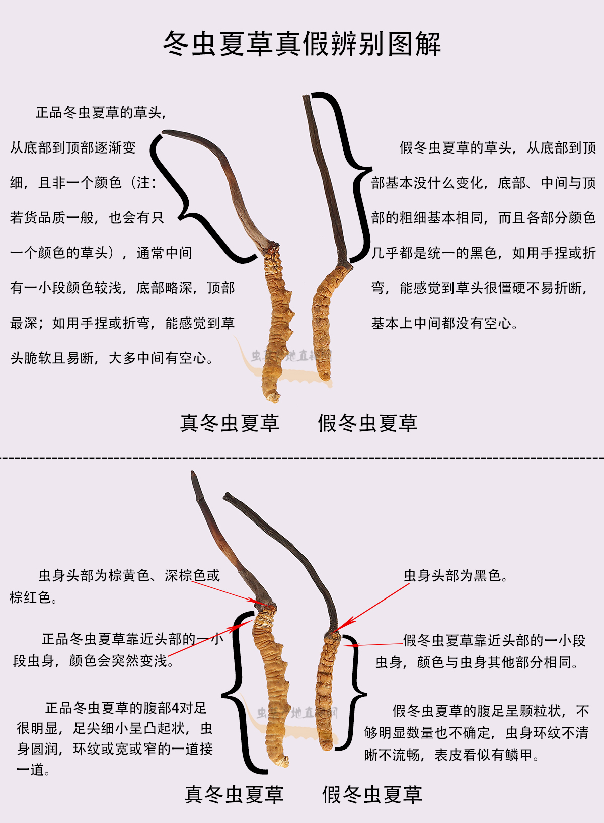 極易冒充真冬蟲夏草的一種假蟲草的圖片和樣子