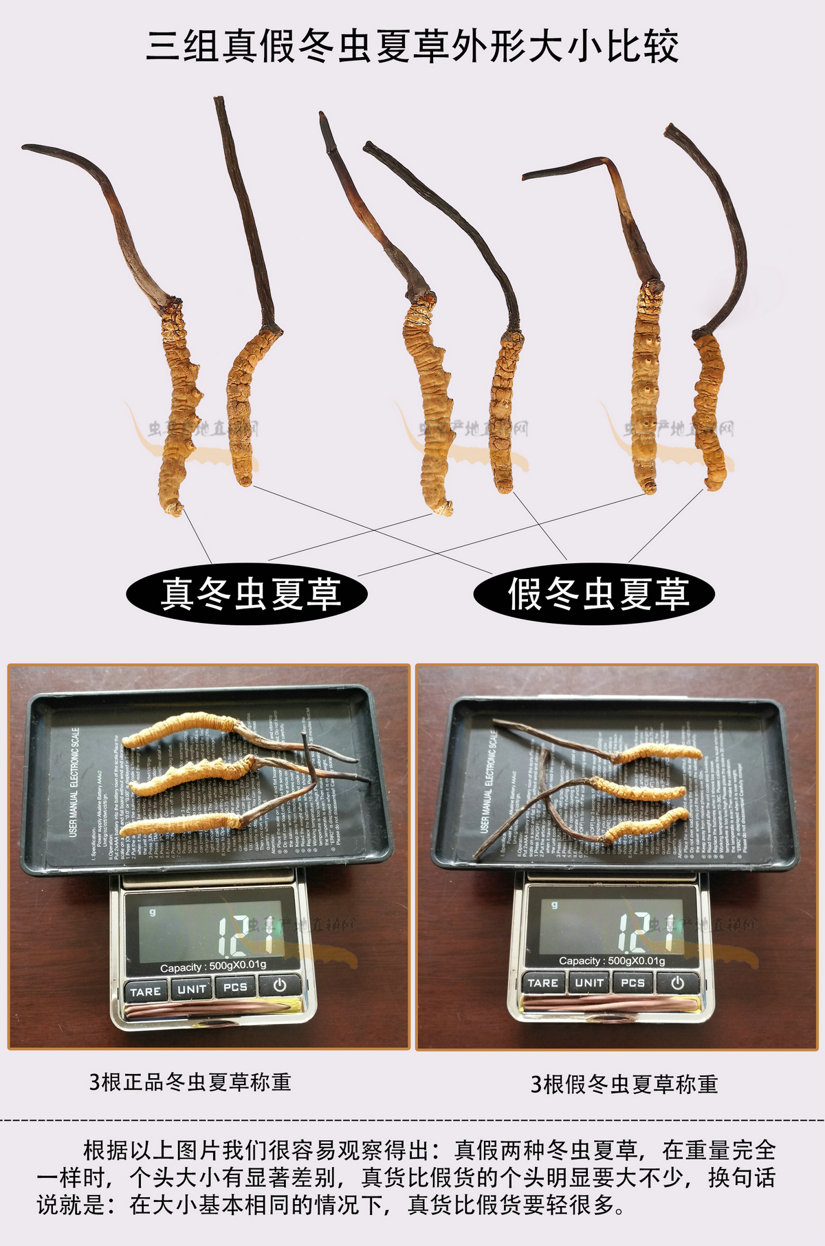 一種與真冬蟲夏草長(zhǎng)得很像的假蟲草圖片