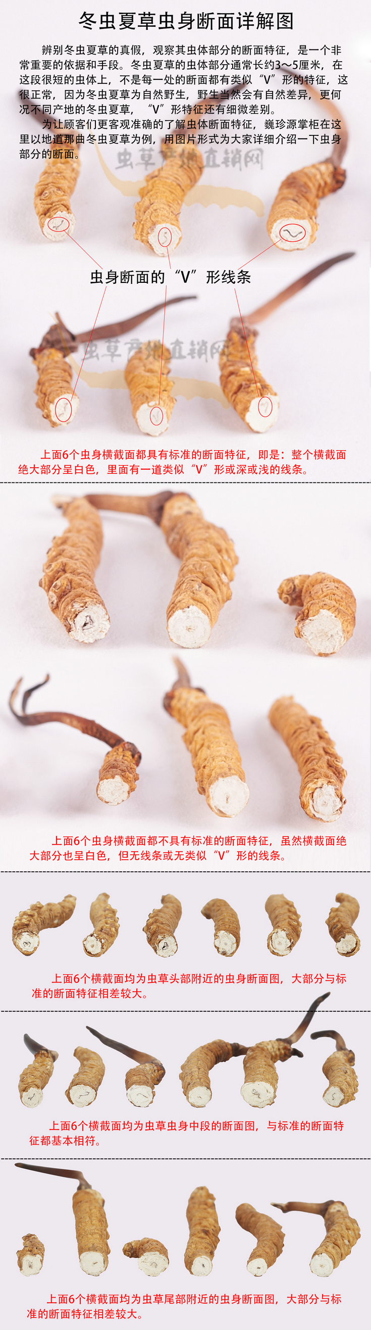 冬蟲夏草斷面是什么樣子,冬蟲夏草斷面圖片,冬蟲夏草斷面有什么字樣的消化線,